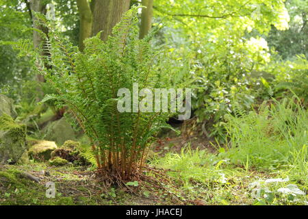 Dryopteris affinis 'Cristata', souvent désigné comme le roi de l'anglais de fougères, dans la zone boisée d'un jardin à l'Anglaise à la fin de mai, UK Banque D'Images