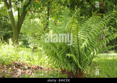 Dryopteris 'Walluchana' fern poussant la zone de bois clair d'un jardin anglais, Angleterre, Royaume-Uni Banque D'Images