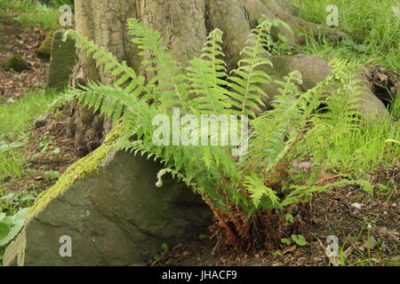 Polystichum Braunii (Braun de Lemmon' poussant dans la zone boisée d'un jardin anglais - mai Banque D'Images