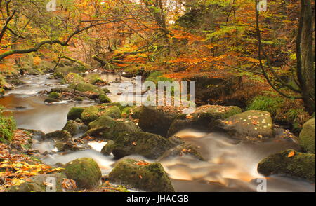 Burbage Brook dégringole à travers Padley Gorge, une vallée boisée, avec l'accès du public dans le Derbyshire Peak District National Park, Angleterre, Royaume-Uni - automne Banque D'Images