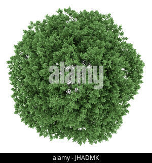 Vue de dessus de charme commun arbre isolé sur fond blanc Banque D'Images