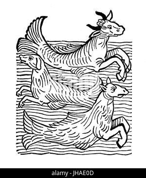 Fantastiques monstres marins ; sea cow, chien de mer, sea horse, année 1491 gravure médiévale Banque D'Images