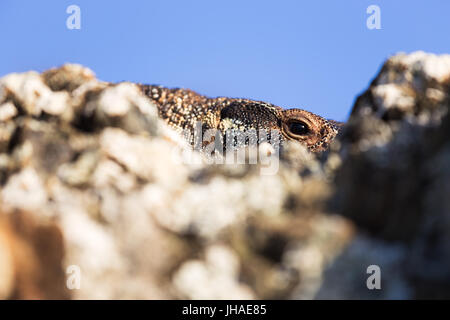 Un goanna lizard les poires sur une roche dans cette close up image. Banque D'Images