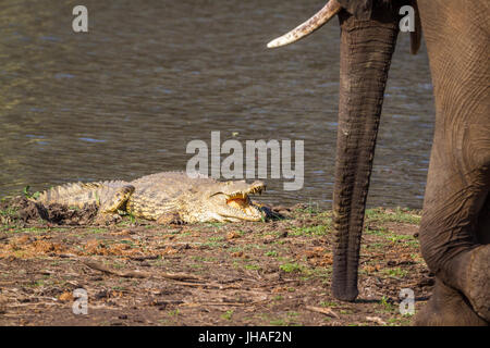 Crocodile du Nil dans le parc national Kruger, Afrique du Sud ; Espèce Crocodylus niloticus famille des Crocodylidae Banque D'Images