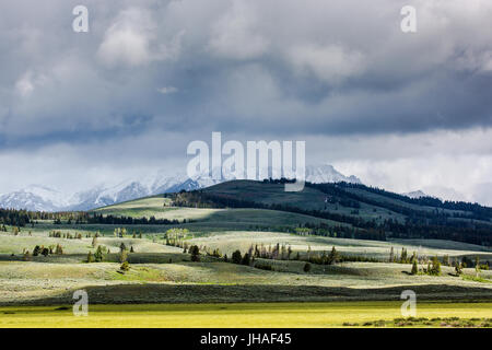 Nuages sombres et la neige fraîche plus de collines vertes dans le Parc National de Yellowstone, près de Swan Lake, Wyoming, USA Banque D'Images