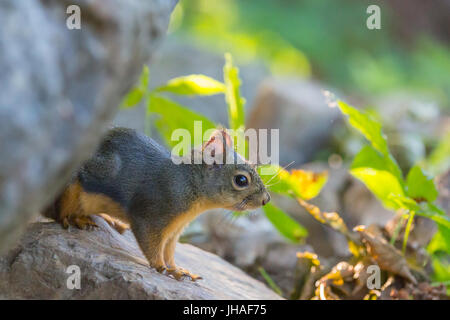 Un jeune Fox Écureuil roux (Sciurus niger) assis sur un rocher à Harrison Hot Springs, en Colombie-Britannique, Canada Banque D'Images