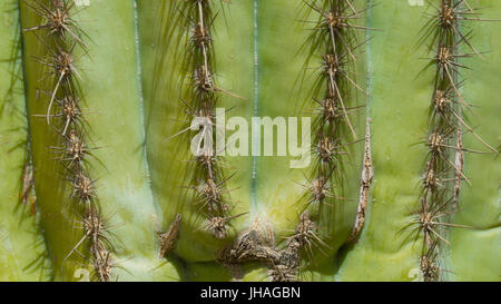 La texture de fond de rangées d'épines de cactus Banque D'Images