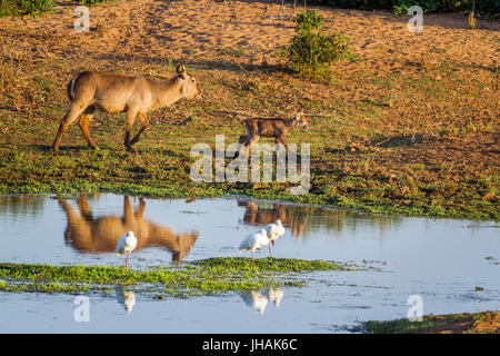 Cobe commun dans le parc national Kruger, Afrique du Sud ; Espèce Kobus ellipsiprymnus famille de bovidés Banque D'Images