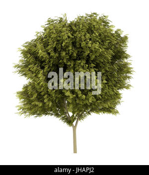 Honey locust tree isolé sur fond blanc. 3d illustration Banque D'Images