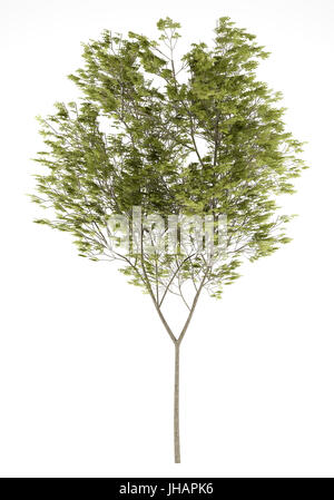 Le hêtre commun arbre isolé sur fond blanc. 3d illustration Banque D'Images