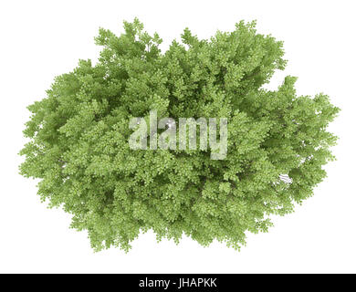 Vue de dessus du hêtre commun arbre isolé sur fond blanc. 3d illustration Banque D'Images