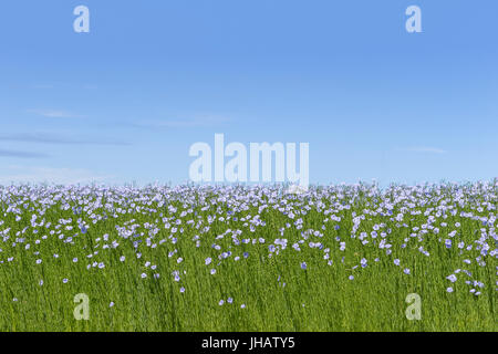 Fleurs de lin. Champ de lin vert sur bleu ciel,. L'agriculture, la culture du lin. Banque D'Images