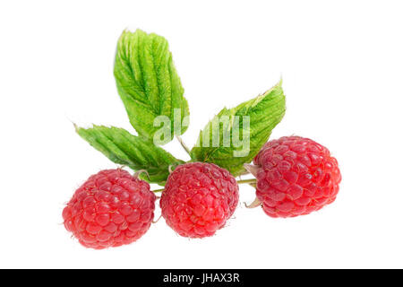 Une bande de Red Raspberry isolated on white Banque D'Images