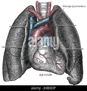 Cette illustration anatomique met en valeur le cœur et les poumons humains, en mettant l'accent sur leur structure et leur fonction dans le corps. Banque D'Images