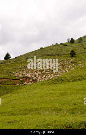 Les troupeaux de moutons dans un pré vert sur une colline de dolomites en Italie Banque D'Images