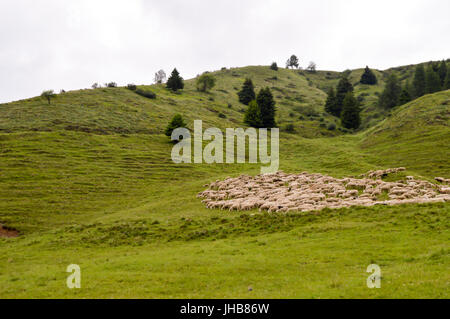 Les troupeaux de moutons dans un pré vert sur une colline de dolomites en Italie Banque D'Images