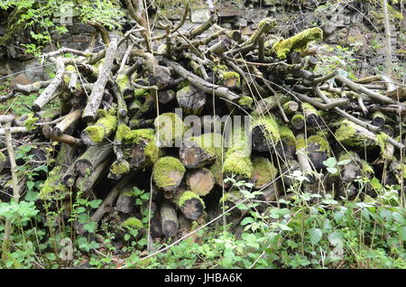 Pile de bois vieux Banque D'Images