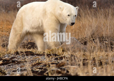 L'ours polaire (Ursus maritimus) marcher dans la toundra près de Seal River Heritage Lodge au Manitoba, Canada. Banque D'Images