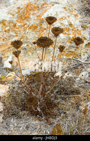 Une usine d'achillée sur un rocher côtier Banque D'Images