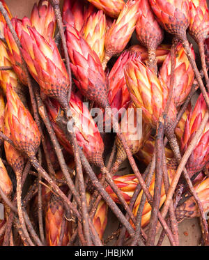 Fleurs séchées rouge sugarbush se situent sur une pile Banque D'Images
