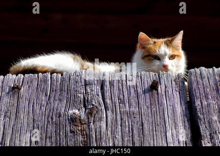 maison chat sur clôture en bois Banque D'Images