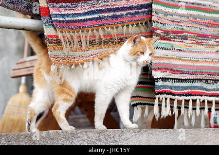 Chat sous carpenter Banque D'Images