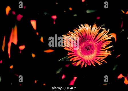 Retouchées numériquement macro photo de l'Aster ponceau - orange sur fond noir et de mouchetures orange Banque D'Images