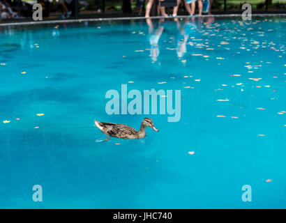 En natation canard reflecting pool au monument de la guerre de Corée Banque D'Images