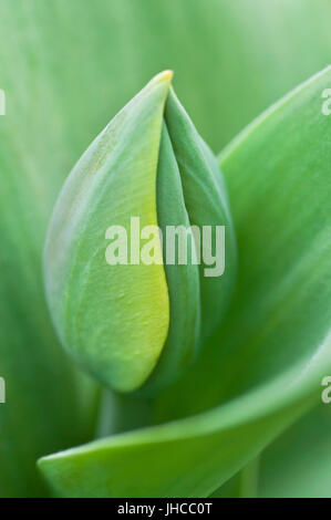 Green tulip bud avec des feuilles au printemps Banque D'Images