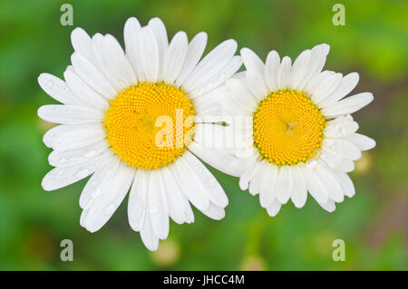 Macro fleurs daisy blanc deux Banque D'Images