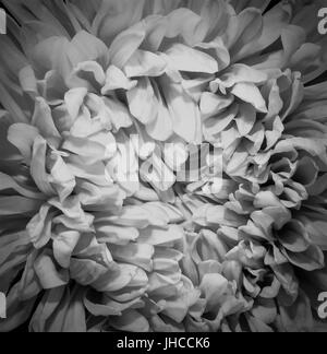 Hrysanthemum gris flower close up, macro Banque D'Images