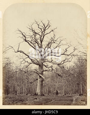 James Sinclair, 14e comte de Caithness (British - Queen Anne's Oak - Banque D'Images