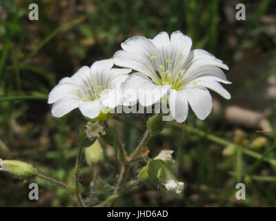 20150510Cerastium arvense1 Banque D'Images