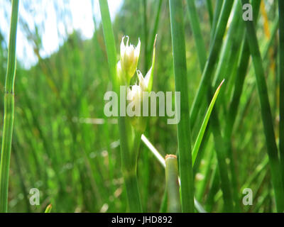 20150602Juncus acutiflorus2 Banque D'Images