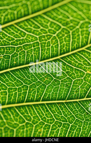 Détails de Peepal vert macro des nervures dans cadre vertical Banque D'Images