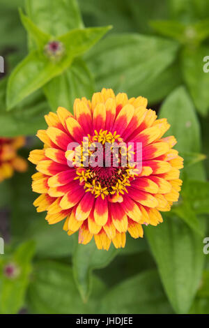 Zinnia hybrida. Zinnia elegans 'Macarenia' Fleur Banque D'Images