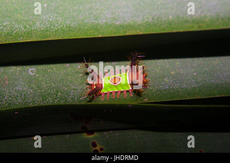 Stimulea Saddleback toxiques Acharia caterpillar avec venom sur les cheveux Banque D'Images