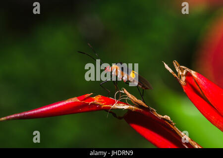 Bugs de Panama, les Leafs Banque D'Images