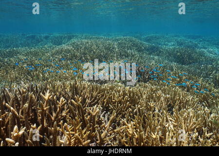 Les récifs coralliens peu profonds avec staghorn coraux et d'un banc de poissons chromis bleu-vert, Nouvelle Calédonie Banque D'Images