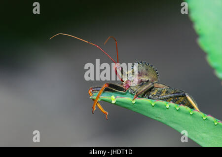 Arilus cristatus bug roue close up shot macro Banque D'Images