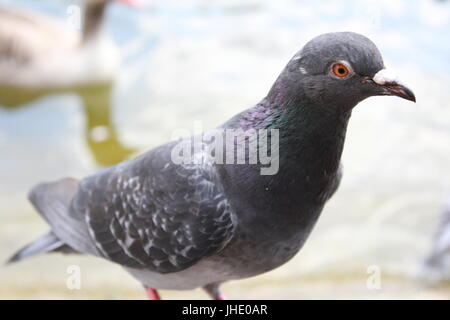 Close up d'un pigeon par un lac Banque D'Images