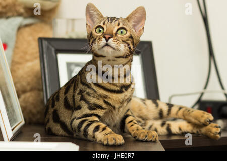 Race de chat bengal à l'âge de 5 mois d'avoir menti sur la table de chevet Banque D'Images