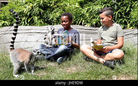 Les enfants de l'école obtenir confortable avec des lémuriens dans le Zoo de Colchester pour marquer le début de l'été 2017 de l'Office de lecture Défi Lecture, qui cette année a un 'Animal Agents' thème. Banque D'Images