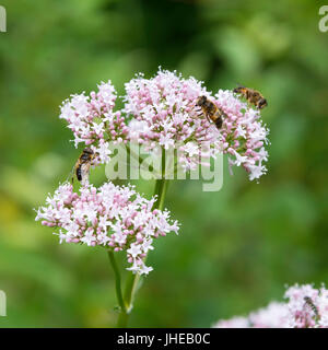 La collecte du pollen d'abeilles sur une fleur à la valériane commune dans le Northumberland Kielder Angleterre Royaume-Uni UK Banque D'Images