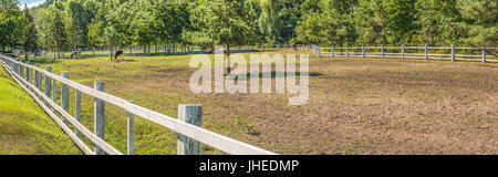 Panorama d'un endroit pour les promenades d'été et les pâturages pour les vaches. Nous voyons un grand corral pour bovins d'été marche dans Mezhyhiria près de Kiev. Banque D'Images