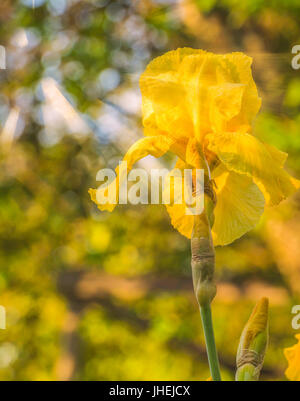 Belle iris jaunes avec la rosée du matin en plein soleil. Banque D'Images