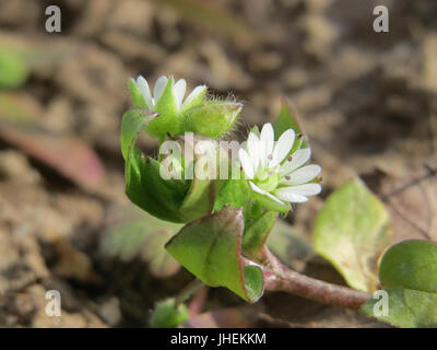 20150308Stellaria media Banque D'Images