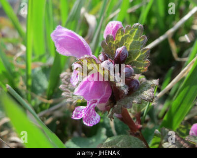 20150327Lamium maculatum2 Banque D'Images