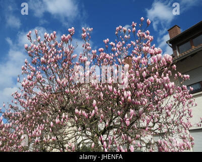 Une étude botanique de *Magnolia x soulangeana*, également connu sous le nom de Saucer Magnolia, mettant en évidence sa nature hybride et son importance dans les études horticoles. Banque D'Images