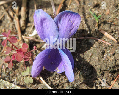 Viola odorata, communément appelée violette douce, est une plante à fleurs vivace. La plante est largement reconnue pour ses fleurs violettes parfumées et est souvent utilisée dans les remèdes à base de plantes et les parfums. Banque D'Images